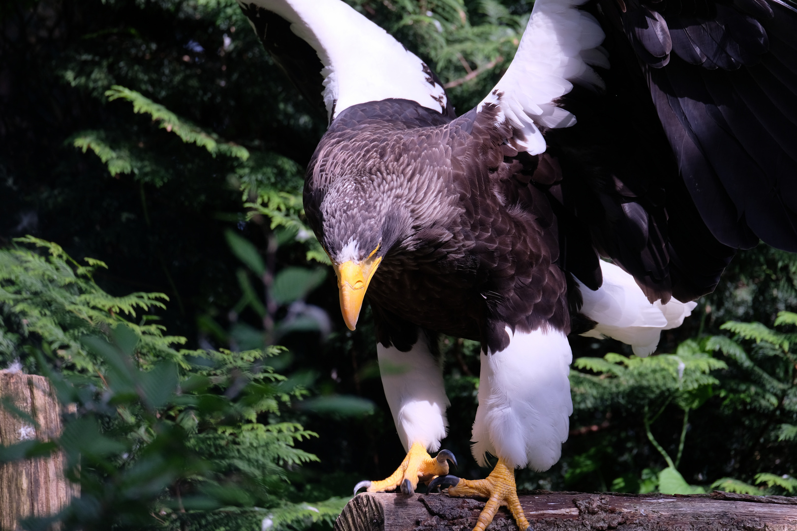 Riesenseeadler