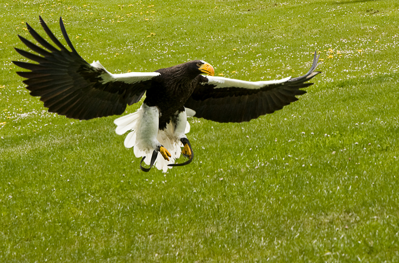 Riesenseeadler 