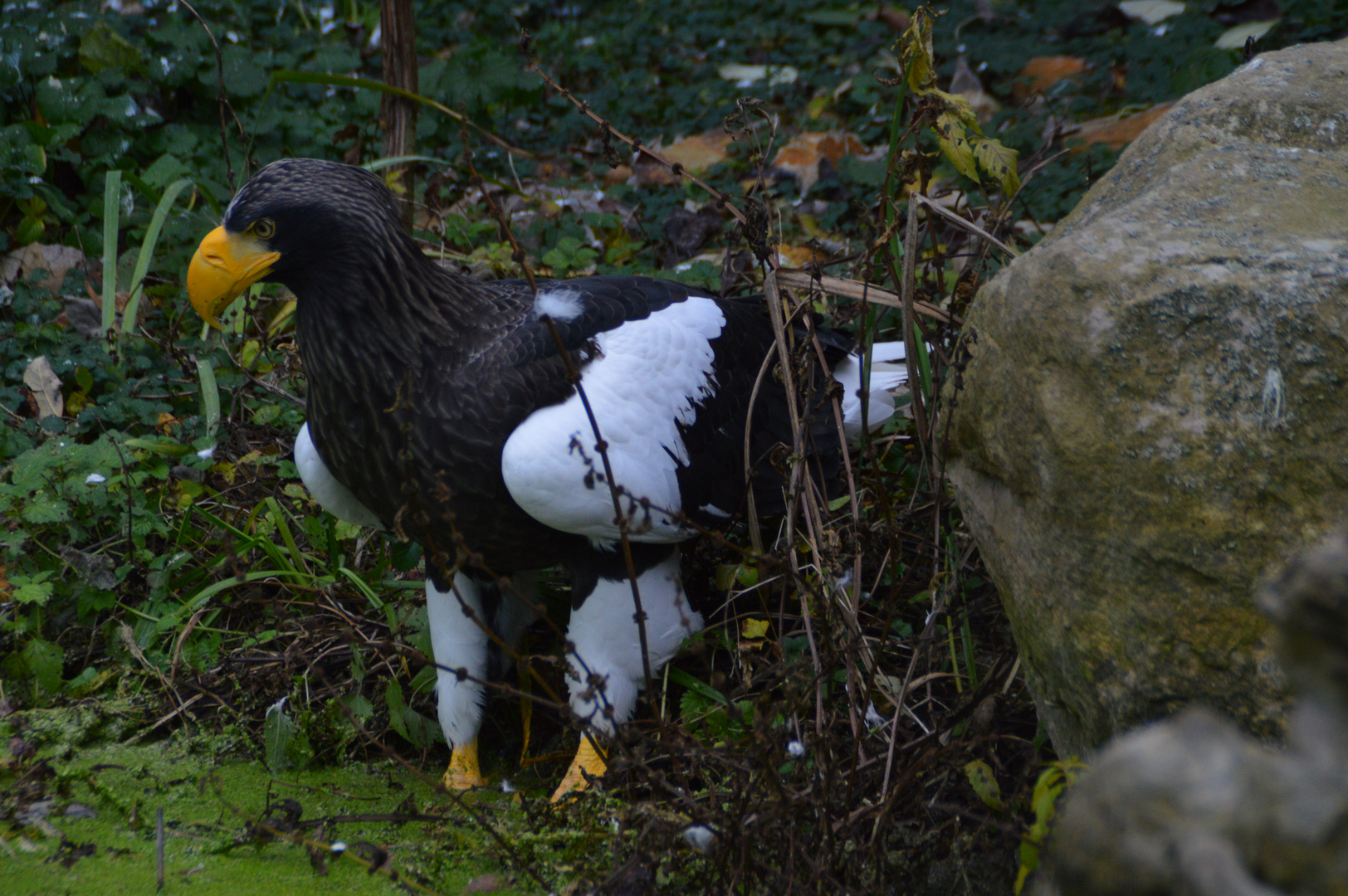 Riesenseeadler