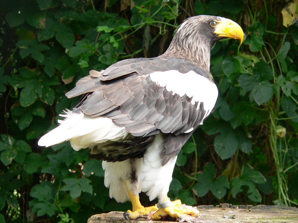 Riesenseeadler