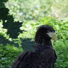 Riesenseeadler