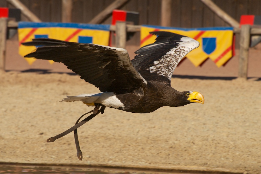 Riesenseeadler