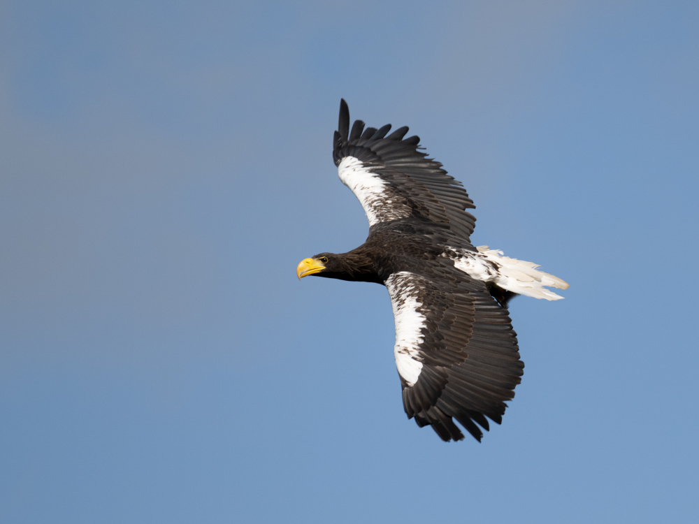 Riesenseeadler