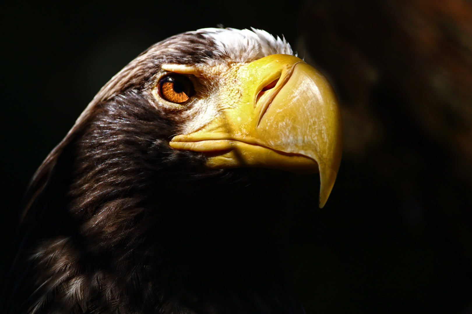 "RIESENSEEADLER", das Porträt