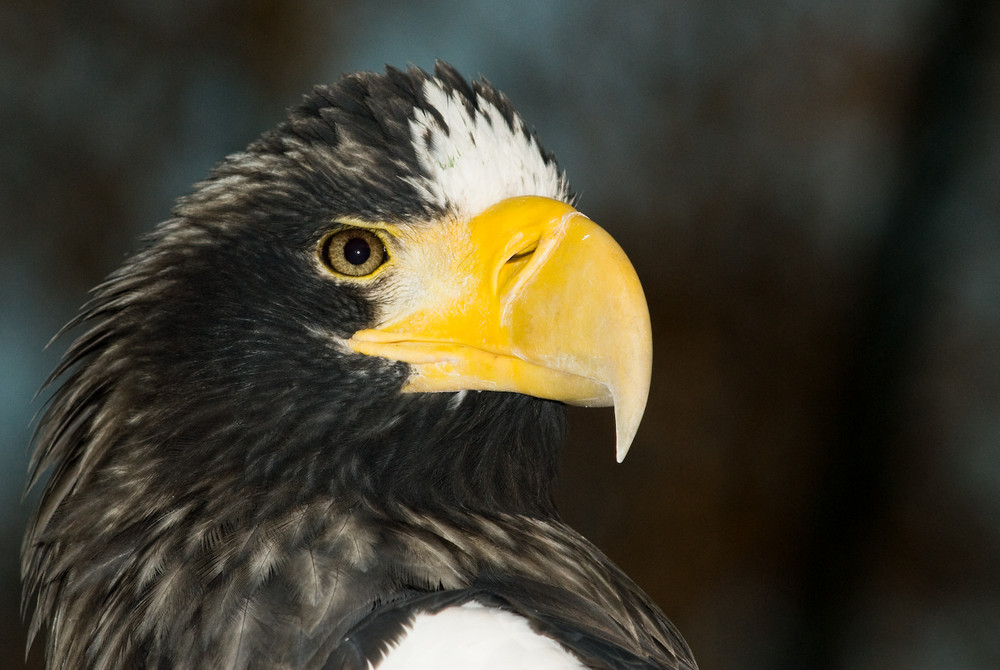 Riesenseeadler die 2.