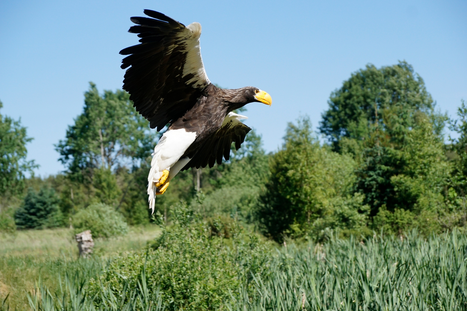 Riesenseeadler