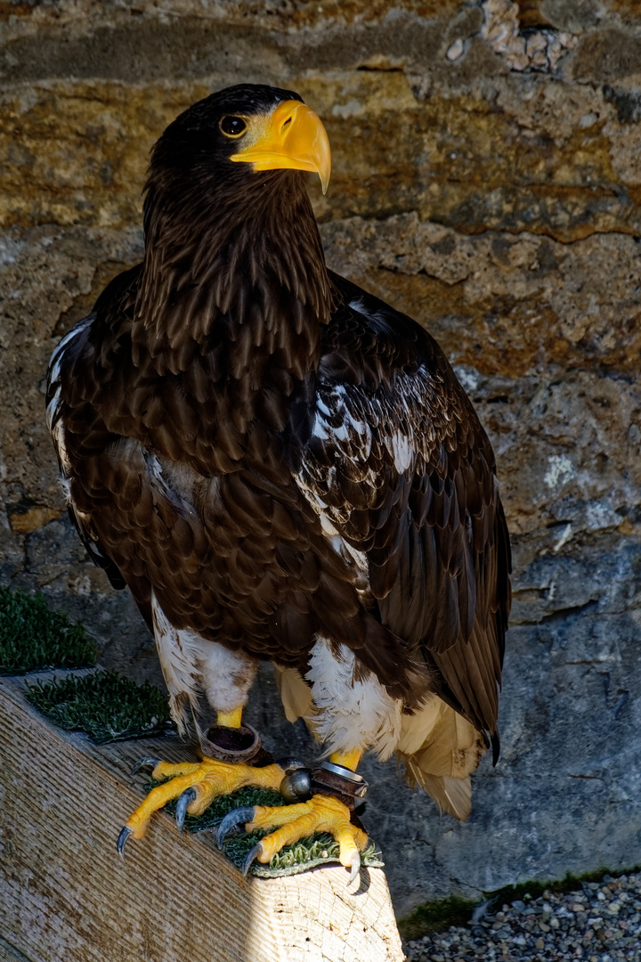 Riesenseeadler