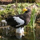 Riesenseeadler