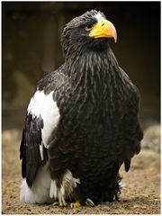 Riesenseeadler