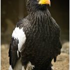 Riesenseeadler