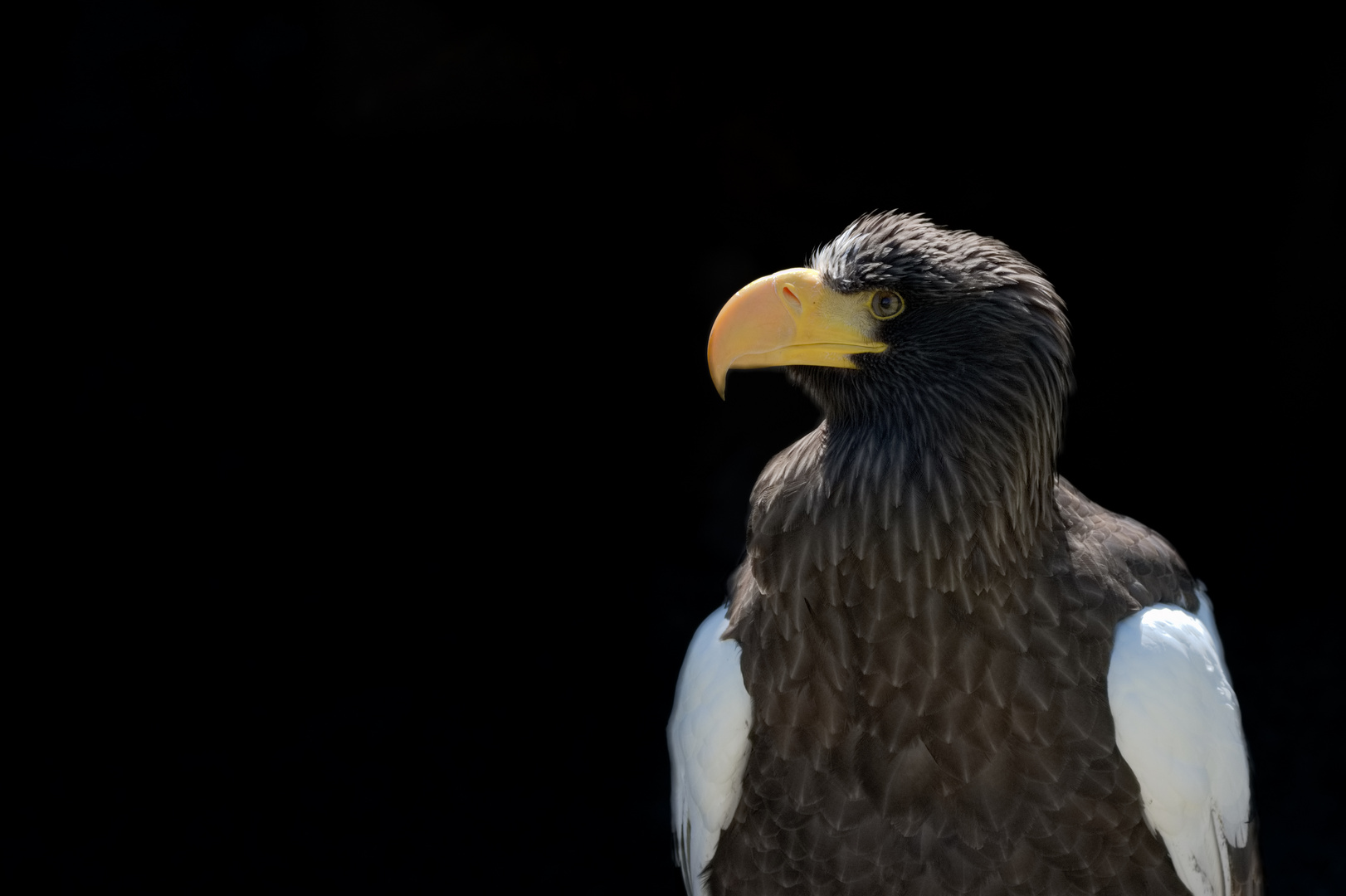 Riesenseeadler