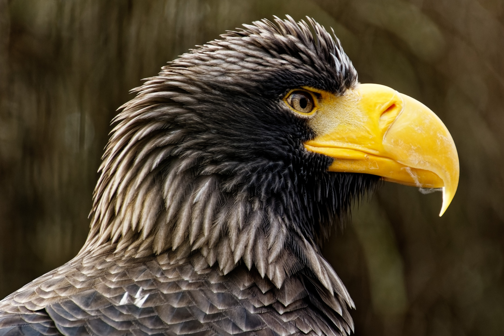 Riesenseeadler 