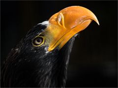 Riesenseeadler / Falknerei in Locarno