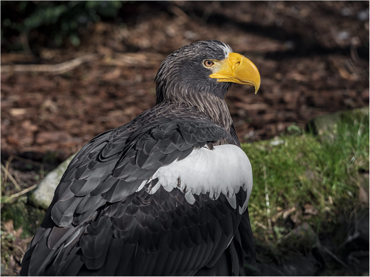 Riesenseeadler