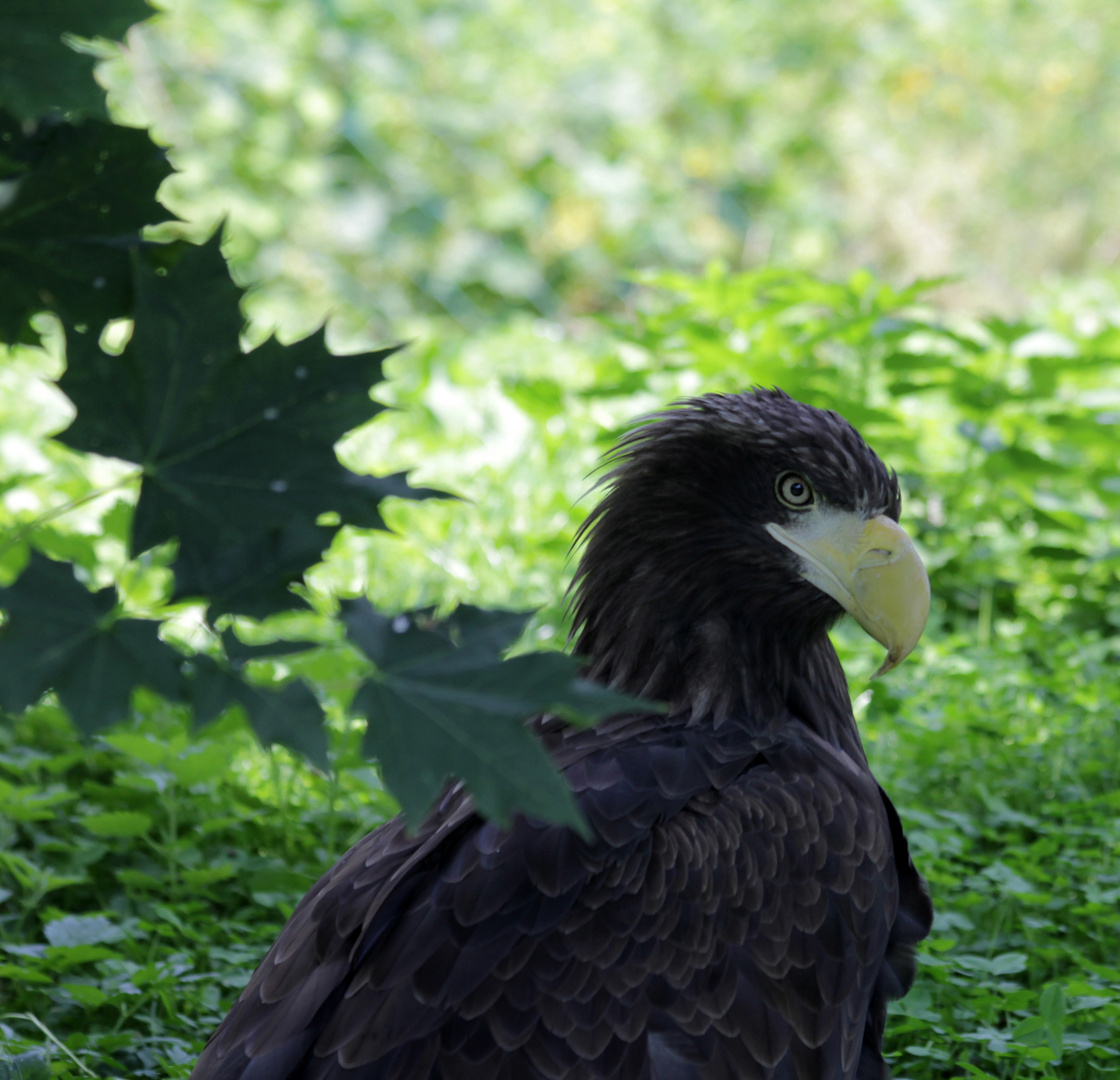 Riesenseeadler