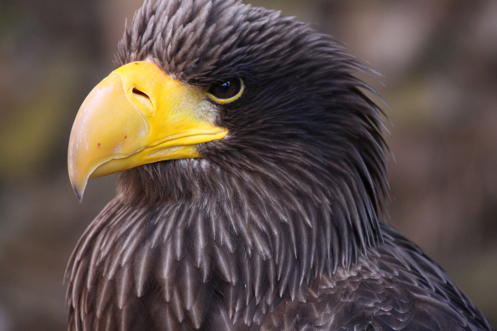 Riesenseeadler (Haliaeetus pelagicus)