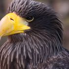 Riesenseeadler (Haliaeetus pelagicus)