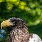 Riesenseeadler (Haliaeetus pelagicus)