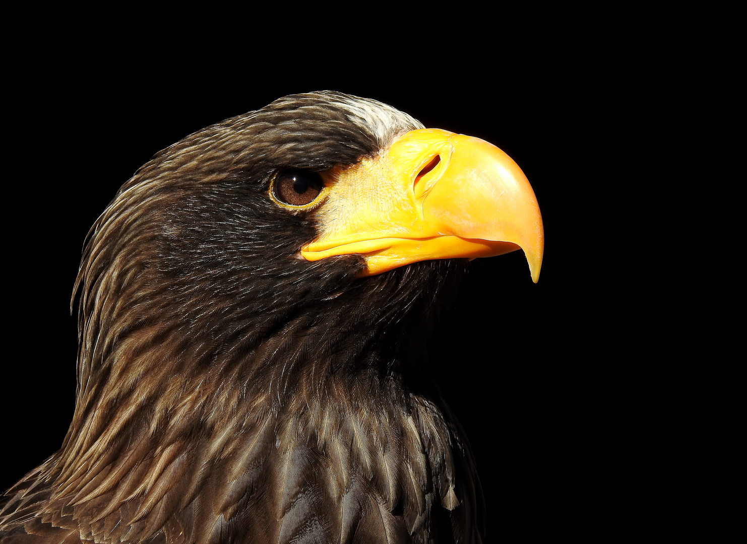 Riesenseeadler (Haliaeetus pelagicus)