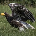  Riesenseeadler (Haliaeetus pelagicus)