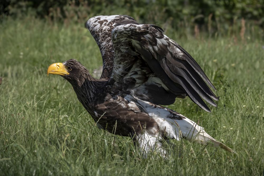  Riesenseeadler (Haliaeetus pelagicus)