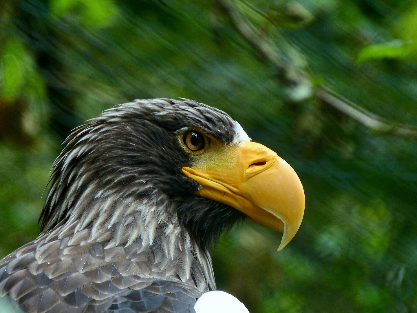 Riesenseeadler (Haliaeetus pelagicus)