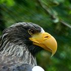 Riesenseeadler (Haliaeetus pelagicus)