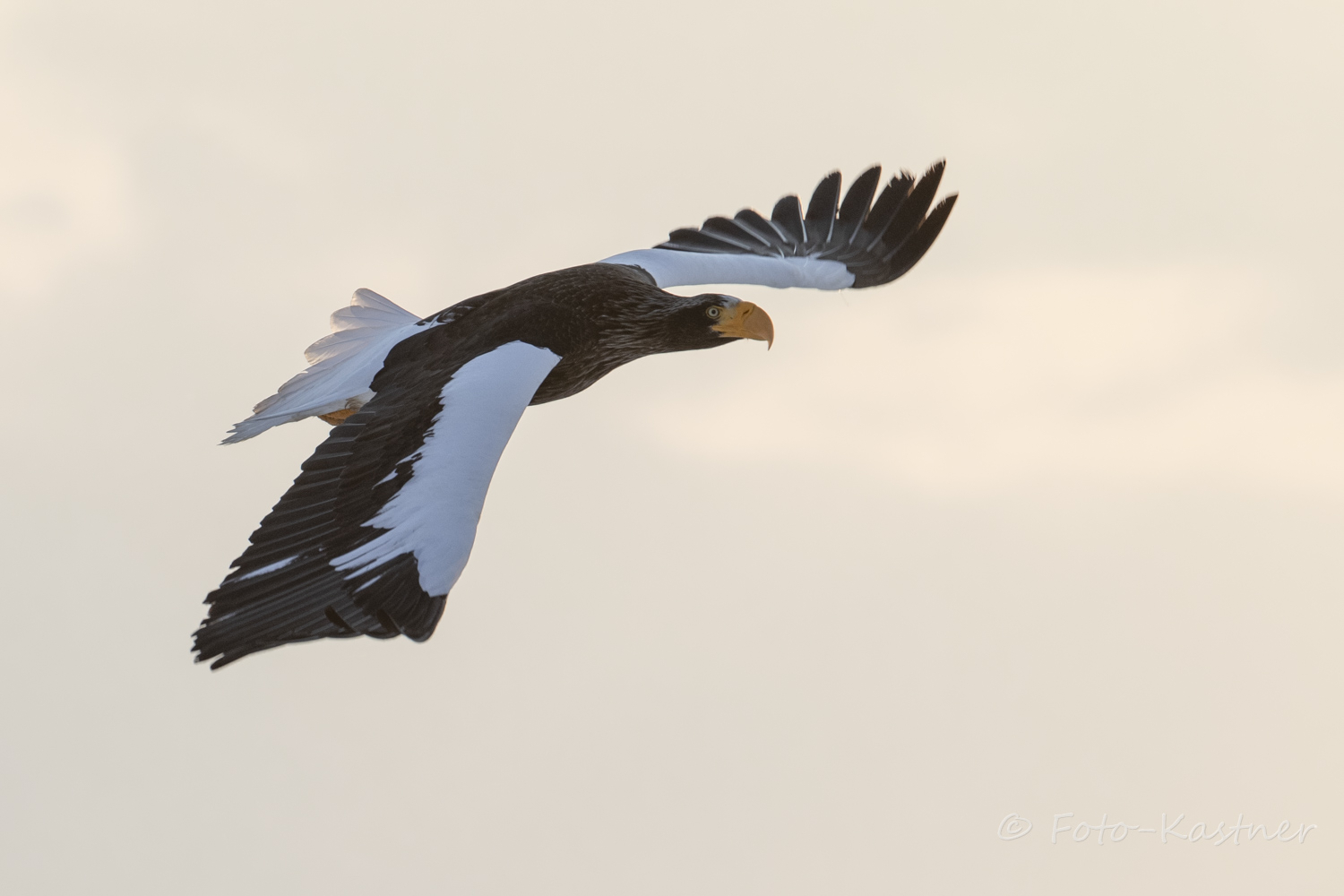 Riesenseeadler (Haliaeetus pelagicus) im Morgenlicht