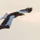 Riesenseeadler (Haliaeetus pelagicus) im Morgenlicht