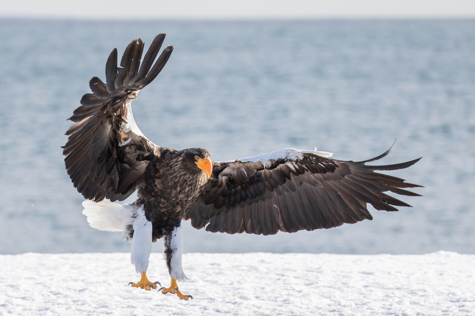 Riesenseeadler (Haliaeetus pelagiens)