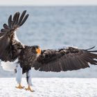 Riesenseeadler (Haliaeetus pelagiens)