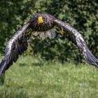 Riesenseeadler im Flug