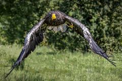 Riesenseeadler im Flug