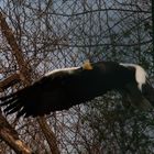 Riesenseeadler im Flug