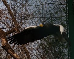 Riesenseeadler im Flug