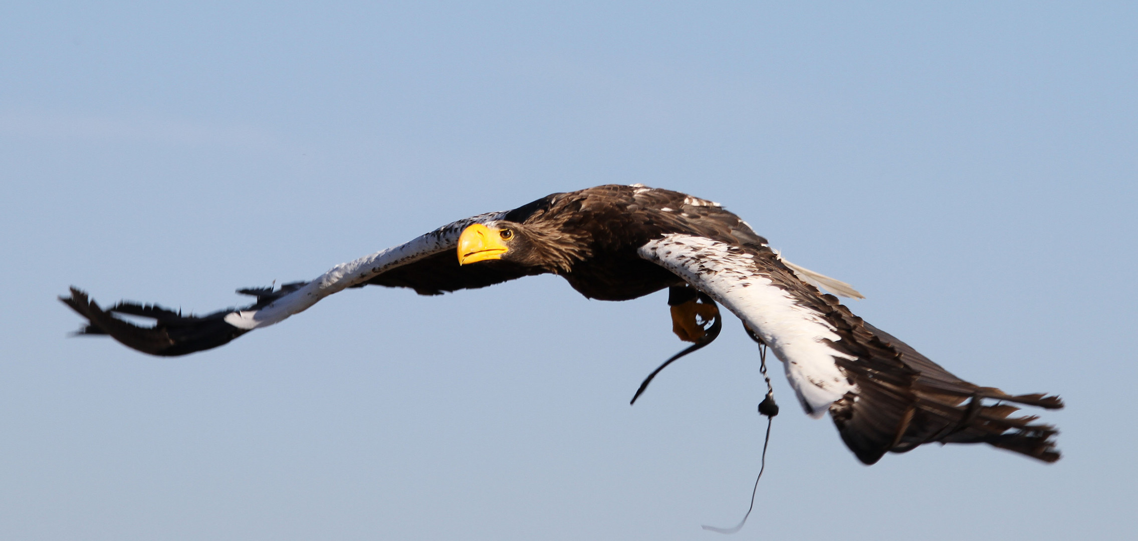 Riesenseeadler im Flug