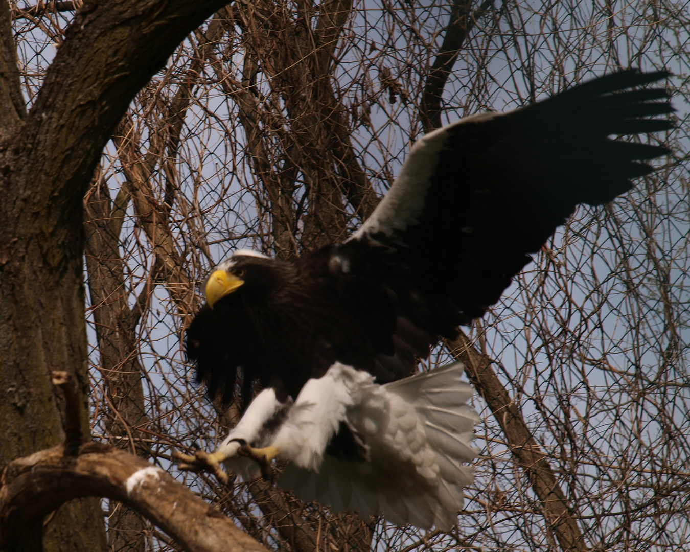 Riesenseeadler im Landeanflug