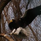 Riesenseeadler im Landeanflug