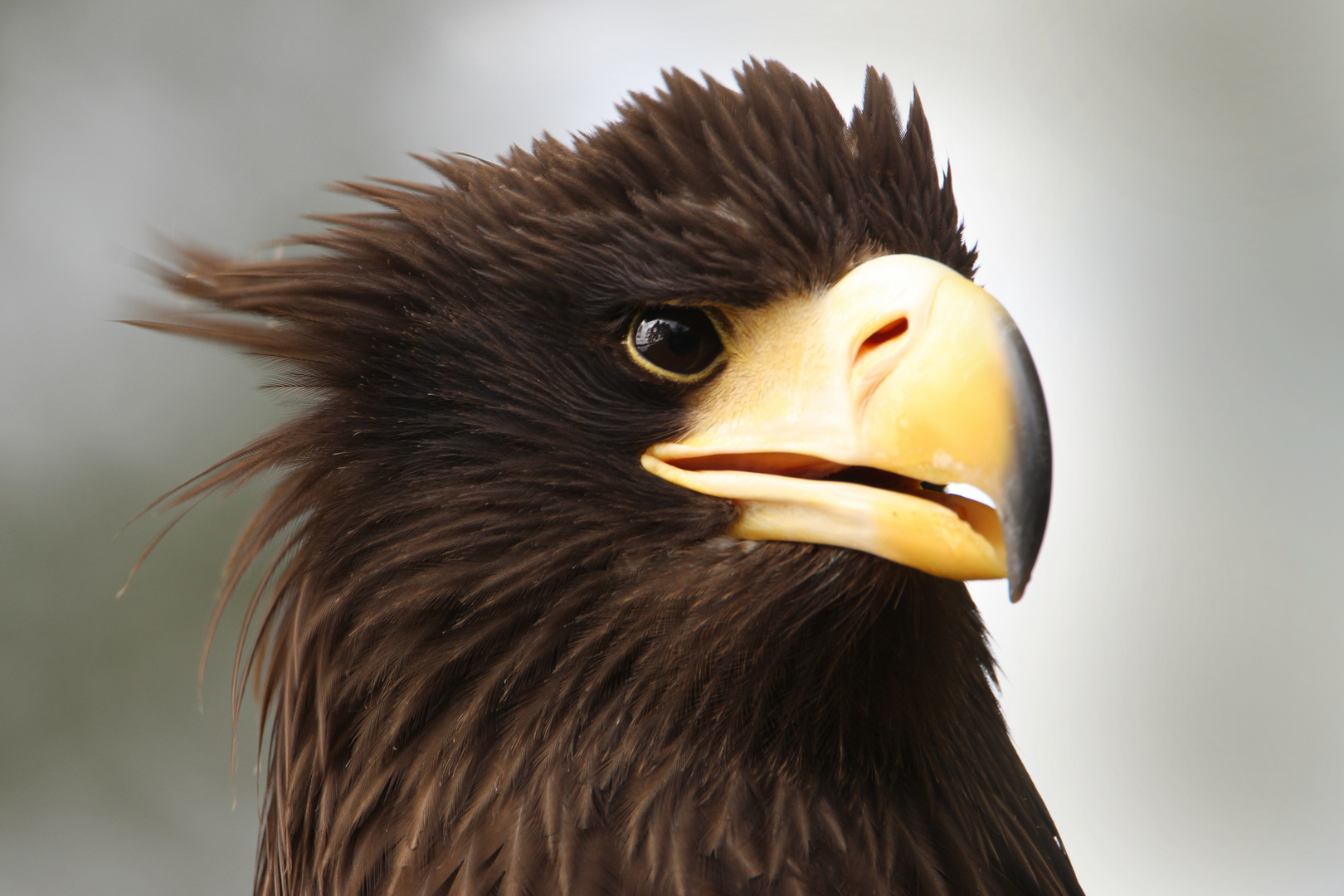 Riesenseeadler im Porträt