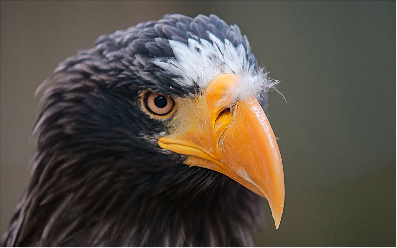 Riesenseeadler im Schloss Waldreichs, Waldviertel