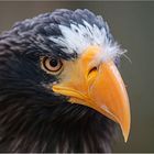 Riesenseeadler im Schloss Waldreichs, Waldviertel