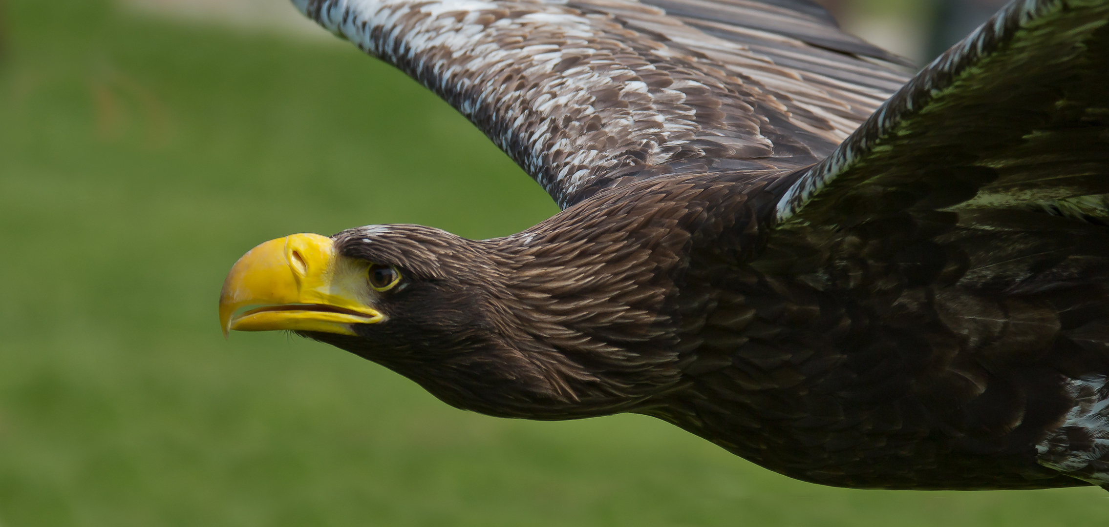 Riesenseeadler im Vorbeiflug