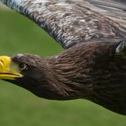 Riesenseeadler im Vorbeiflug