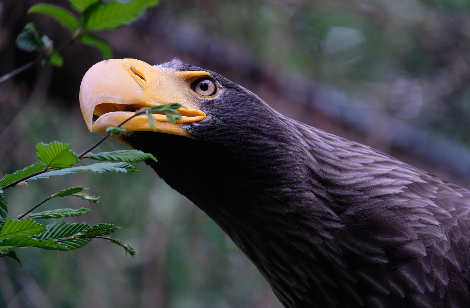 Riesenseeadler im Weltvogelpark Walsrode