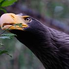 Riesenseeadler im Weltvogelpark Walsrode