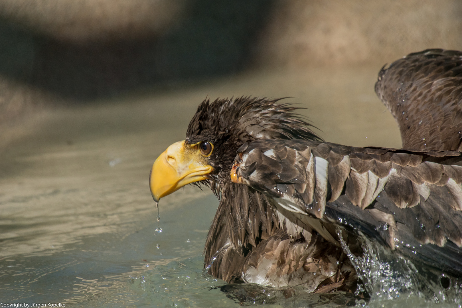 Riesenseeadler im Wildpark Niendorf