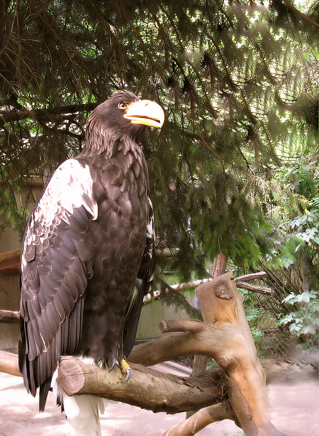 Riesenseeadler im Zoo Heidelberg