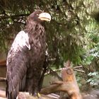 Riesenseeadler im Zoo Heidelberg