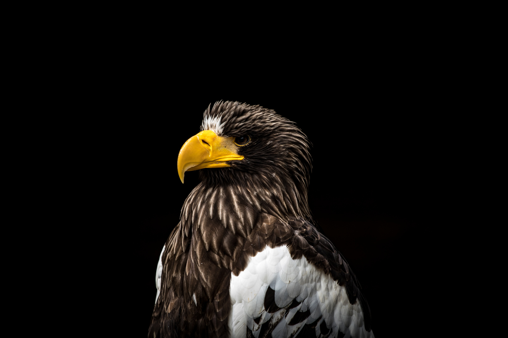 Riesenseeadler in der Greifvogelstation Hellenthal