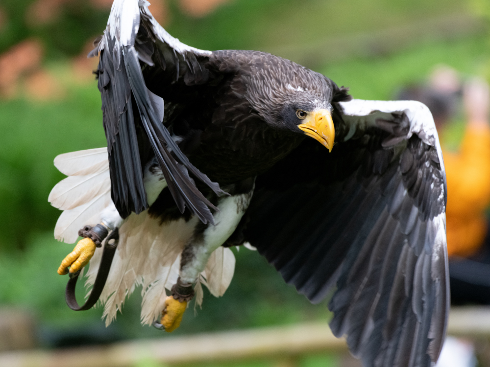 Riesenseeadler, in der Luft